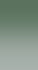 misterbuddy