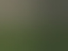 peetd75